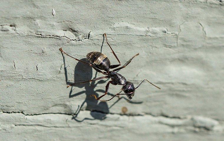 carpenter ant on wall