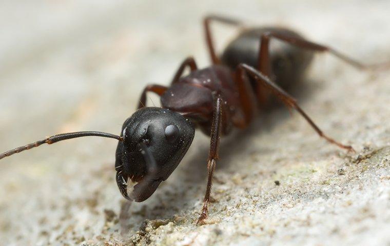 carpenter ant on sidewalk