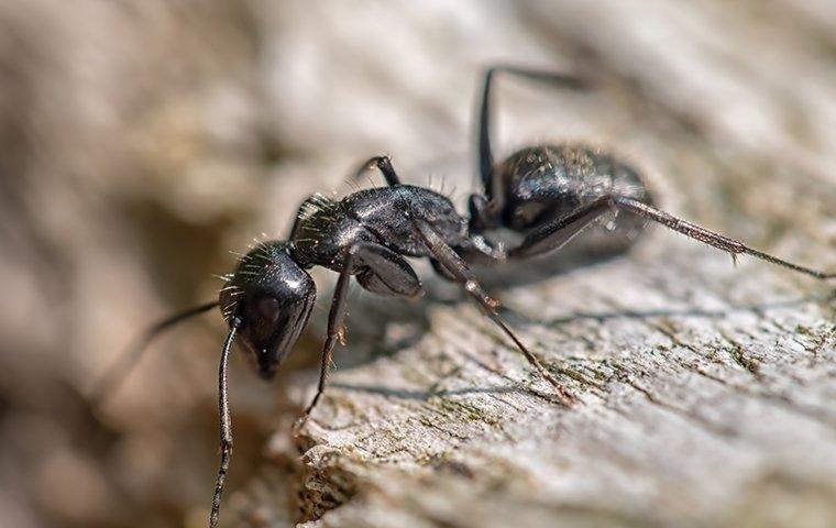 carpenter ant on wood