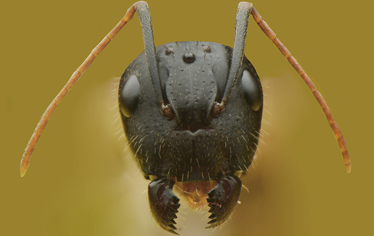 carpenter ant up close up