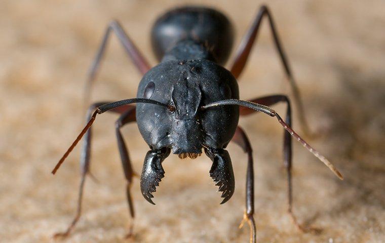 carpenter ant head