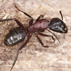 carpenter ant in brentwood tennessee