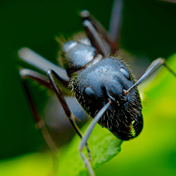 If You See Carpenter Ants, Call All-American close up image of a carpenter ant