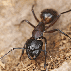 close up of an ant