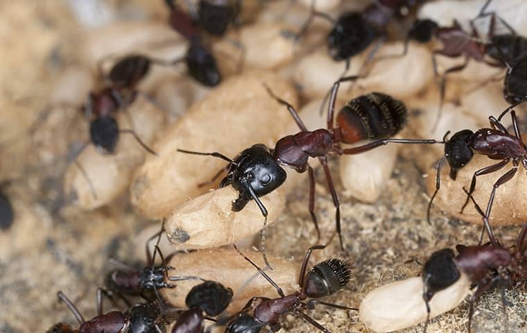 Learn More About Carpenter Ants carpenter ants and carpenter ant eggs