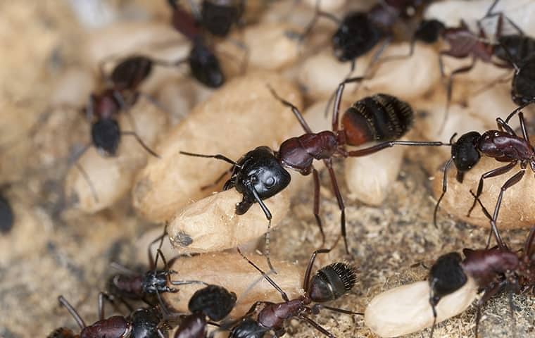 carpenter ants and carpenter ant eggs