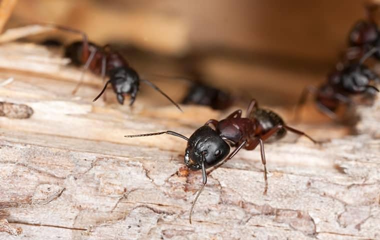 Learn More About Carpenter Ants And How To Keep Them Out carpenter ants on wood