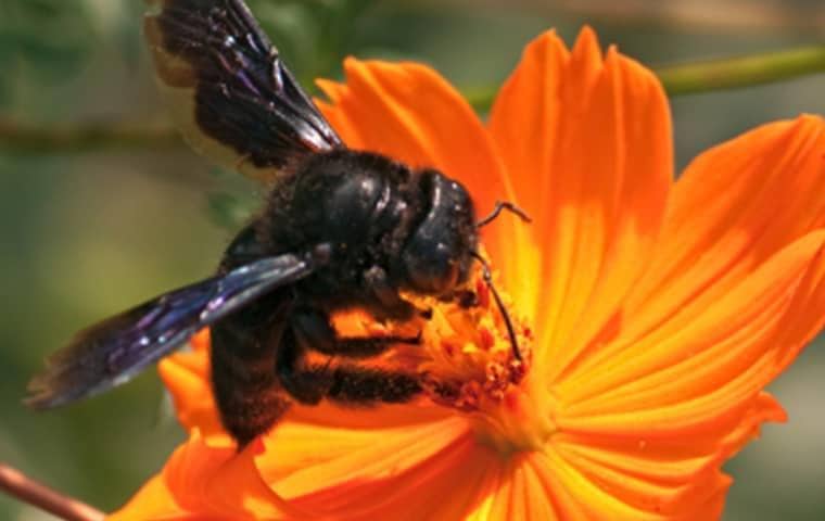 bee on a flower