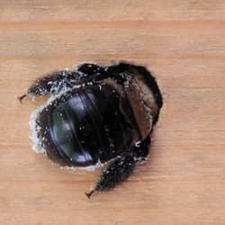 carpenter bee boring hole inside a deck