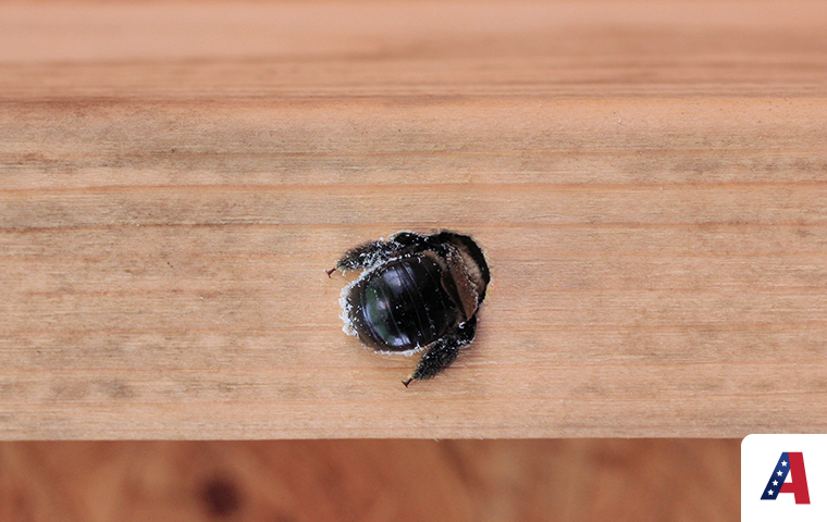 carpenter bee in wood