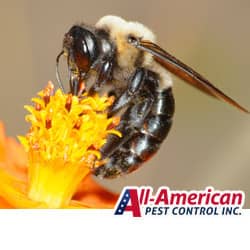 carpenter bee on a flower