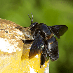 carpenter bee in nashville