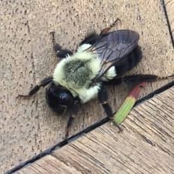 close up picture of a carpenter bee