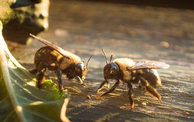 carpenter bee eating wood