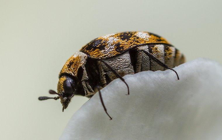 carpet beetle