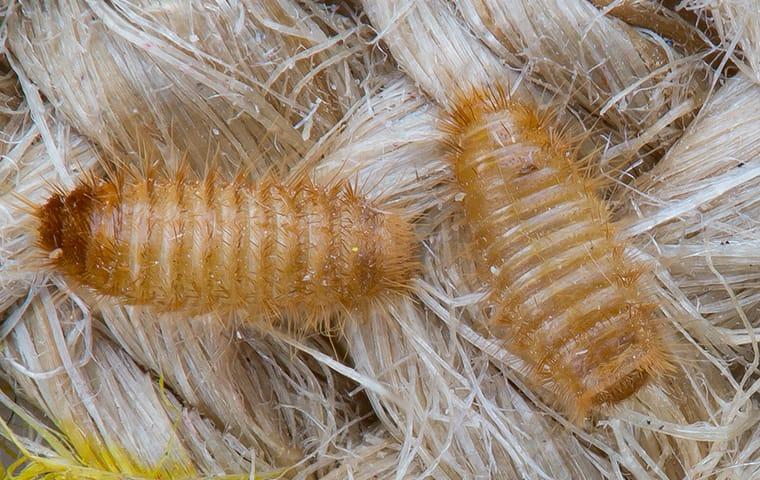 carpet beetles on a rug in a home