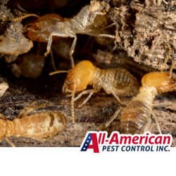 termites in a nashville yard