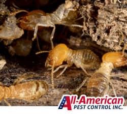 termites in a nashville yard