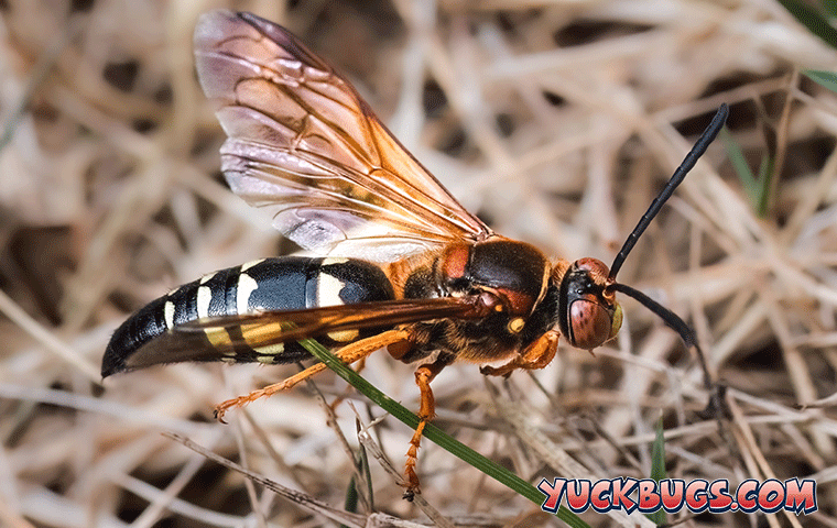 cicada killer