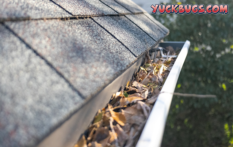 gutter full of leaves