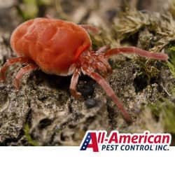 clover mite up close