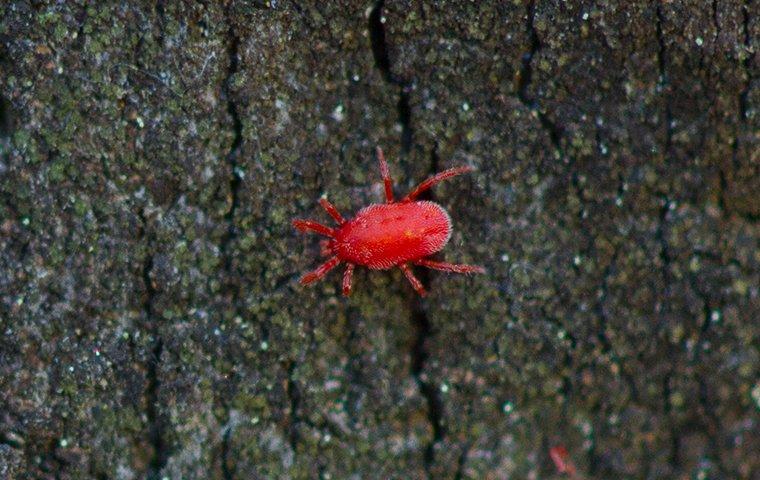 clover mite crawling