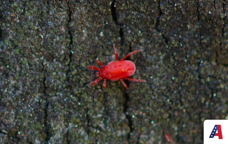 clover mite crawling