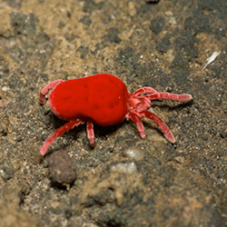 clover mite on a rock