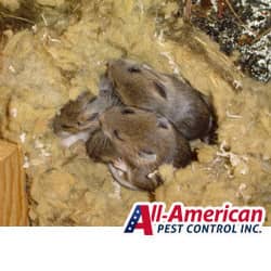 baby mice in a nest inside a home