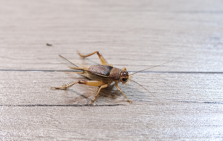 cricket on floor