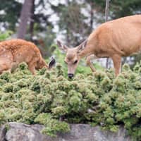 deer outside in hendersonville