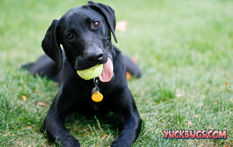 dog with ball in grass