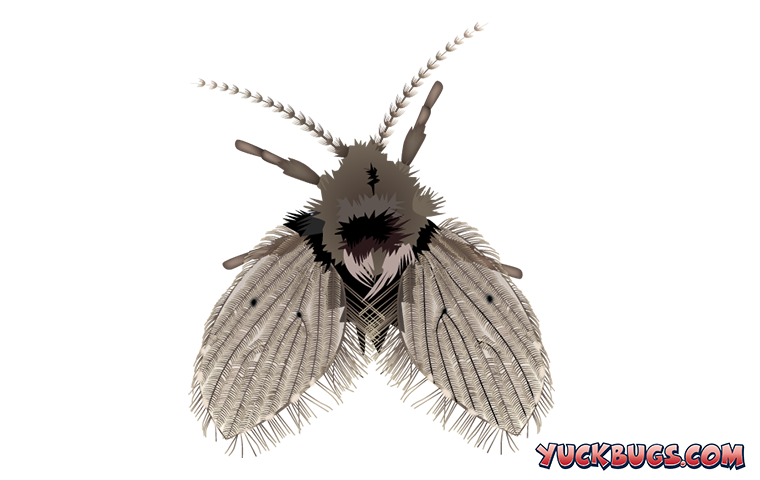 fuzzy drain fly illustration