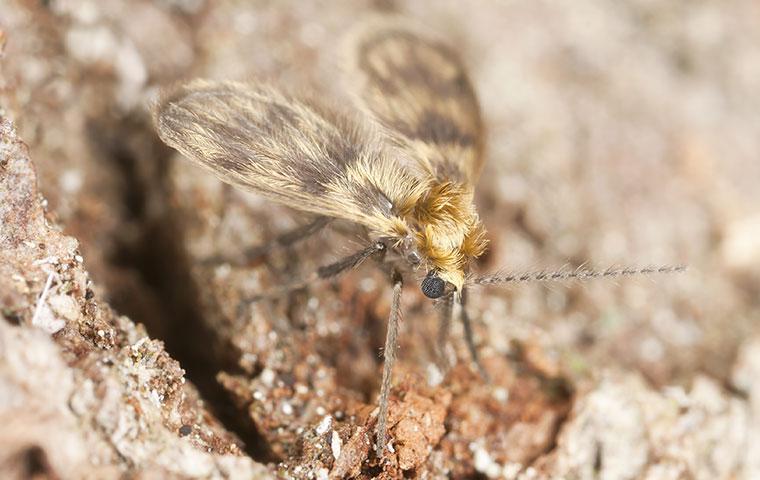 drain fly on dirt