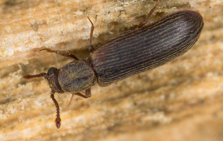 drug store beetle crawling on wood