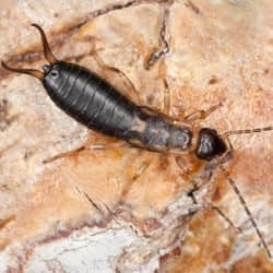 earwig crawling on a rock