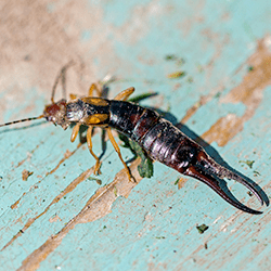 earwig in tennessee