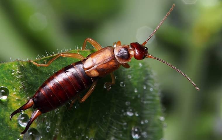 earwig on a leaf