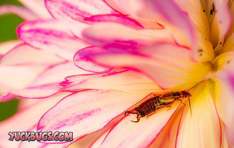 earwig crawling on a flower