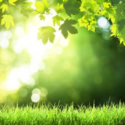 a tree and grass with the sun peeking through