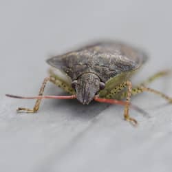 a fall pest up close inside a home