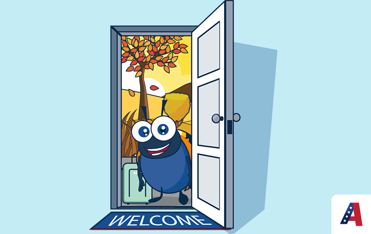 asian lady beetle illustration