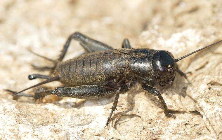 cricket in basement