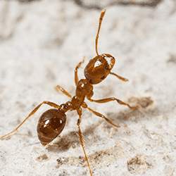 fire ant near a college grove home