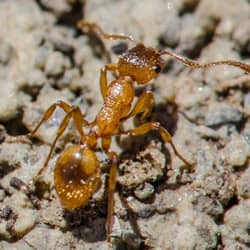 fire ant on the ground