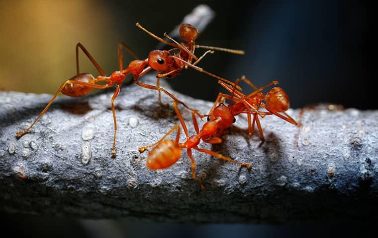 Find Out How To Get Rid Of Fire Ants fire ants on a branch