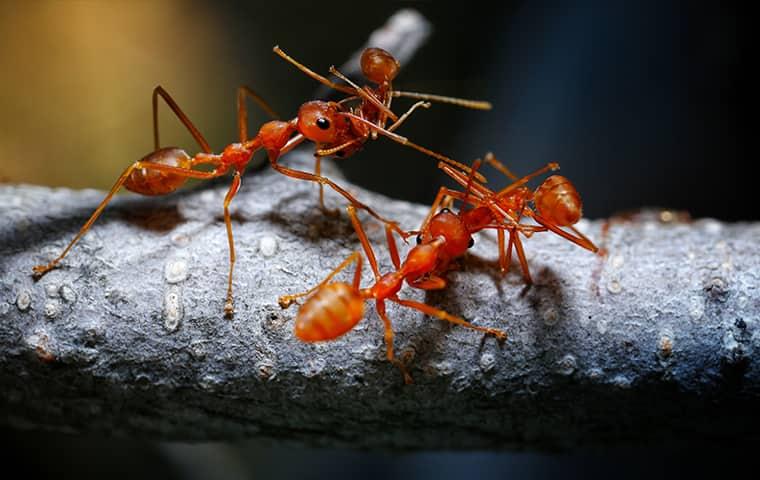 fire ants on a branch