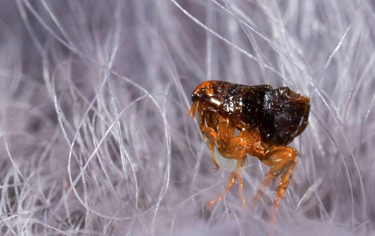 flea on white fur