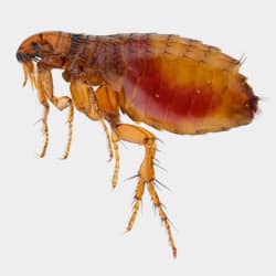 flea up close on a gray background