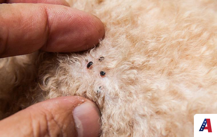 human examining fleas on a pet
